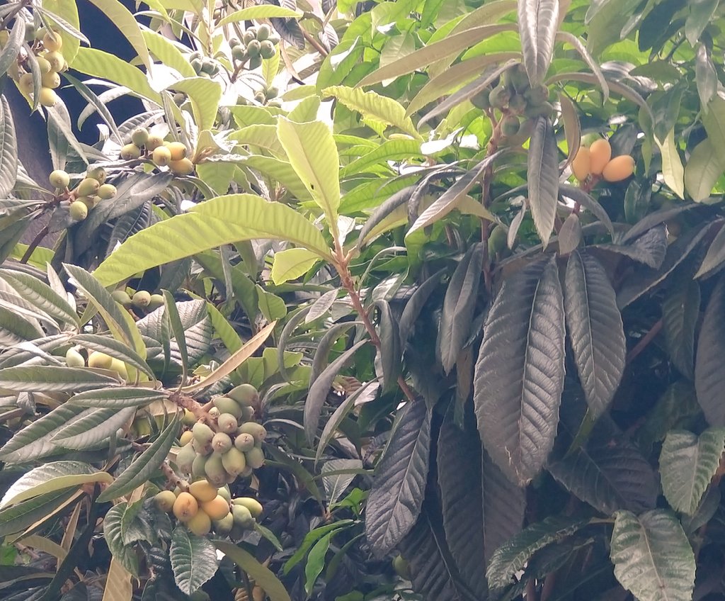 会社近くにある枇杷の木
まだ緑の実が多め