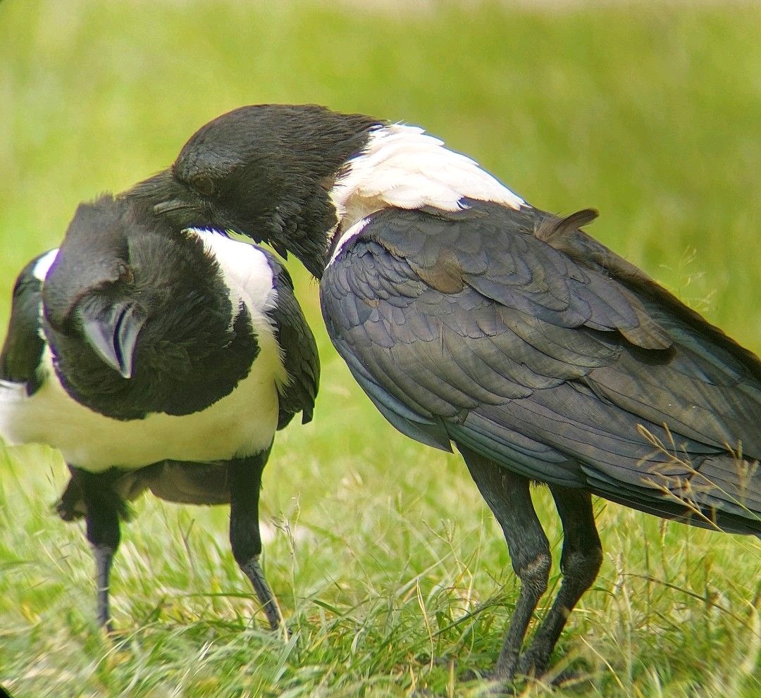 Cymo African Safaris -safari in Uganda (@cymoafrican) on Twitter photo Discover the magic of a birding safari in Uganda β from the rare Shoebill to colorful turacos, every step is a new adventure.
π cymoafricansafaris.com
βοΈ info@cymoafricansafaris.com
#BirdingSafariUganda #TravelAfrica #Birdwatching Discover the magic of a birding safari in Uganda β from the rare Shoebill to colorful turacos, every step is a new adventure.
π cymoafricansafaris.com
βοΈ info@cymoafricansafaris.com
#BirdingSafariUganda #TravelAfrica #Birdwatching