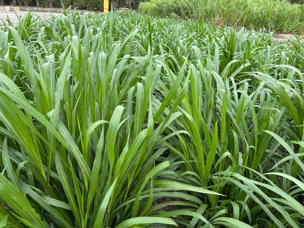 JuncaoGrass's tweet image. Great regeneration of #Juncao grass a few months after harvesting, thus ensuring continuous #fodder supply for your dairy feed needs.
See the healthy green foliage.
@kilimoKE @kenaff_farmers @MombasaEmir 
#foddersecurity #JuncaoGrass #fodderfarming
