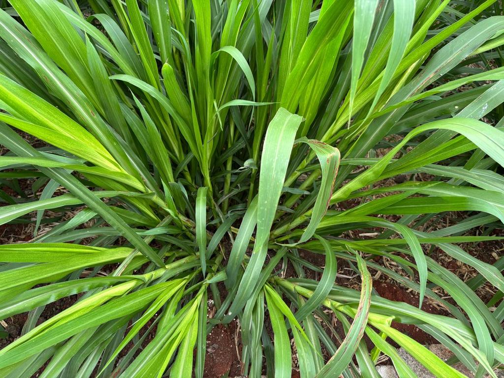 JuncaoGrass's tweet image. Great regeneration of #Juncao grass a few months after harvesting, thus ensuring continuous #fodder supply for your dairy feed needs.
See the healthy green foliage.
@kilimoKE @kenaff_farmers @MombasaEmir 
#foddersecurity #JuncaoGrass #fodderfarming