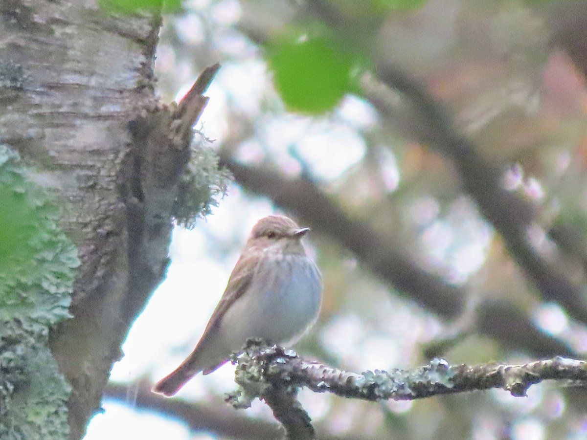 Spotted Flycatcher. Holton Heath. <a href="/DorsetBirdClub/">Dorset Bird Club</a> <a href="/harbourbirds/">Birds of Poole Harbour</a>