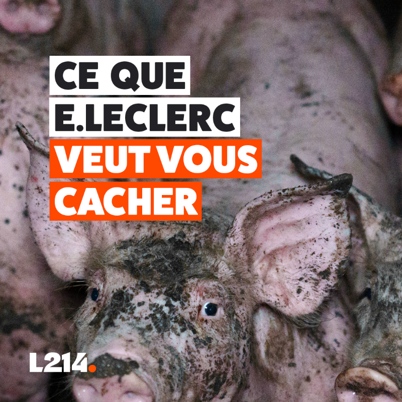 L214's tweet photo. Mutilations, truies encagées, animaux élevés au-dessus de leurs déjections… Voilà ce qui se cache derrière @Leclerc.

Et que fait l’enseigne? Absolument rien!
Tout cela doit cesser! 
Interpellez Leclerc pour qu’ils agissent pour les cochons 
➡️ https://t.co/QJ3gPdAiy3