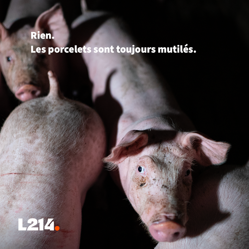 L214's tweet photo. Mutilations, truies encagées, animaux élevés au-dessus de leurs déjections… Voilà ce qui se cache derrière @Leclerc.

Et que fait l’enseigne? Absolument rien!
Tout cela doit cesser! 
Interpellez Leclerc pour qu’ils agissent pour les cochons 
➡️ https://t.co/QJ3gPdAiy3