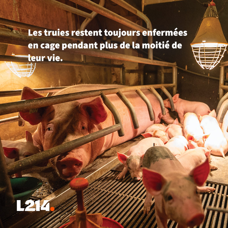 L214's tweet photo. Mutilations, truies encagées, animaux élevés au-dessus de leurs déjections… Voilà ce qui se cache derrière @Leclerc.

Et que fait l’enseigne? Absolument rien!
Tout cela doit cesser! 
Interpellez Leclerc pour qu’ils agissent pour les cochons 
➡️ https://t.co/QJ3gPdAiy3