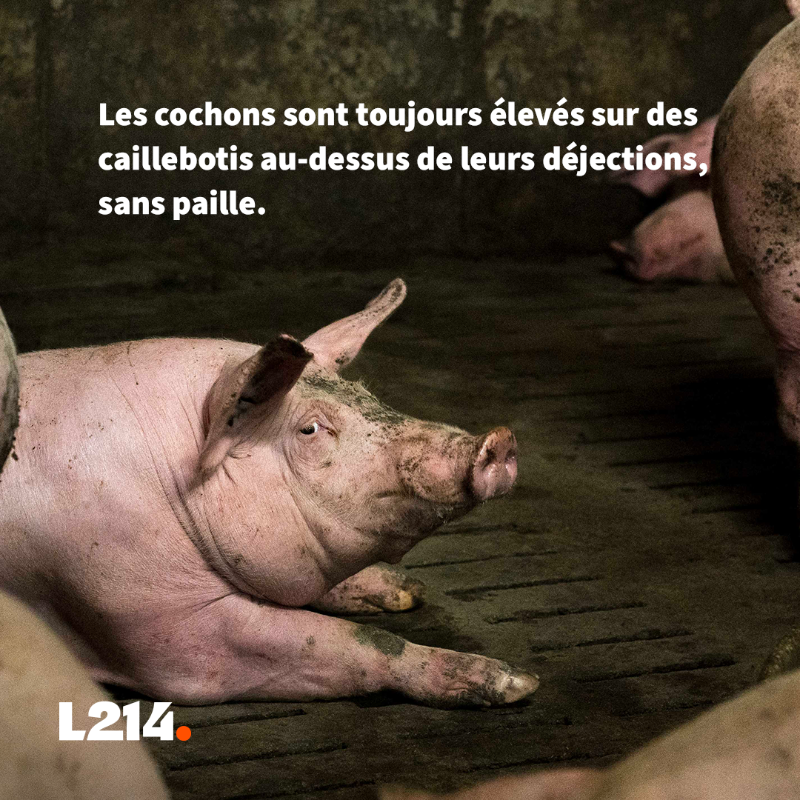 L214's tweet photo. Mutilations, truies encagées, animaux élevés au-dessus de leurs déjections… Voilà ce qui se cache derrière @Leclerc.

Et que fait l’enseigne? Absolument rien!
Tout cela doit cesser! 
Interpellez Leclerc pour qu’ils agissent pour les cochons 
➡️ https://t.co/QJ3gPdAiy3