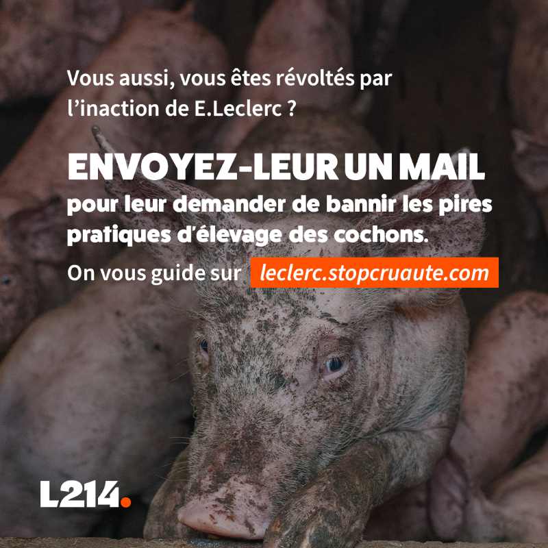 L214's tweet photo. Mutilations, truies encagées, animaux élevés au-dessus de leurs déjections… Voilà ce qui se cache derrière @Leclerc.

Et que fait l’enseigne? Absolument rien!
Tout cela doit cesser! 
Interpellez Leclerc pour qu’ils agissent pour les cochons 
➡️ https://t.co/QJ3gPdAiy3