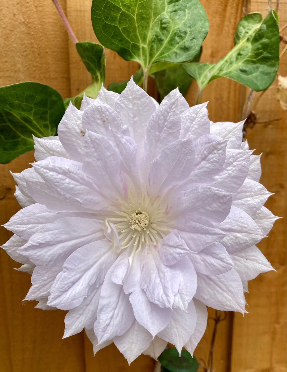 Meet Belle of Woking, my beautiful clematis, rescued when Storm Eunice wrecked my fence! Placed in a large pot with some phlox for company, I moved her away from danger. Last autumn I moved the pot to her original spot and this is my reward, one big, beautiful flower 
#Clematis