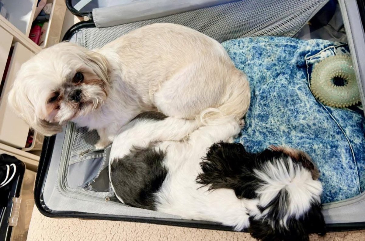 Happy #bankholiday everyone it looks like Teddy and Bear want to go on Holiday literally 🤣😂🤣🥰😍❤️🤩😘🥰😍 #￼ZSHQ #love #Bulldog #NYYankees #TJ5. #like #follow #new #pets #cats #dogs #fun #dogsoftwitter #CatsOfTwitter #sun #May