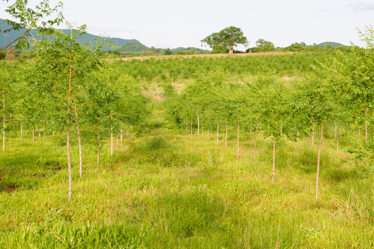 BetterglobeF's tweet photo. Greening Drylands, Growing Returns At BGF we turn arid land into productive assets.  Smart forestry = carbon capture + land restoration + long-term value.  Invest in impact. Invest in Africa’s green future. #ImpactInvesting #GreenEconomy #GreeningDrylands #TreePlantingAfrica #BGF https://t.co/SIaKjzmWSD
