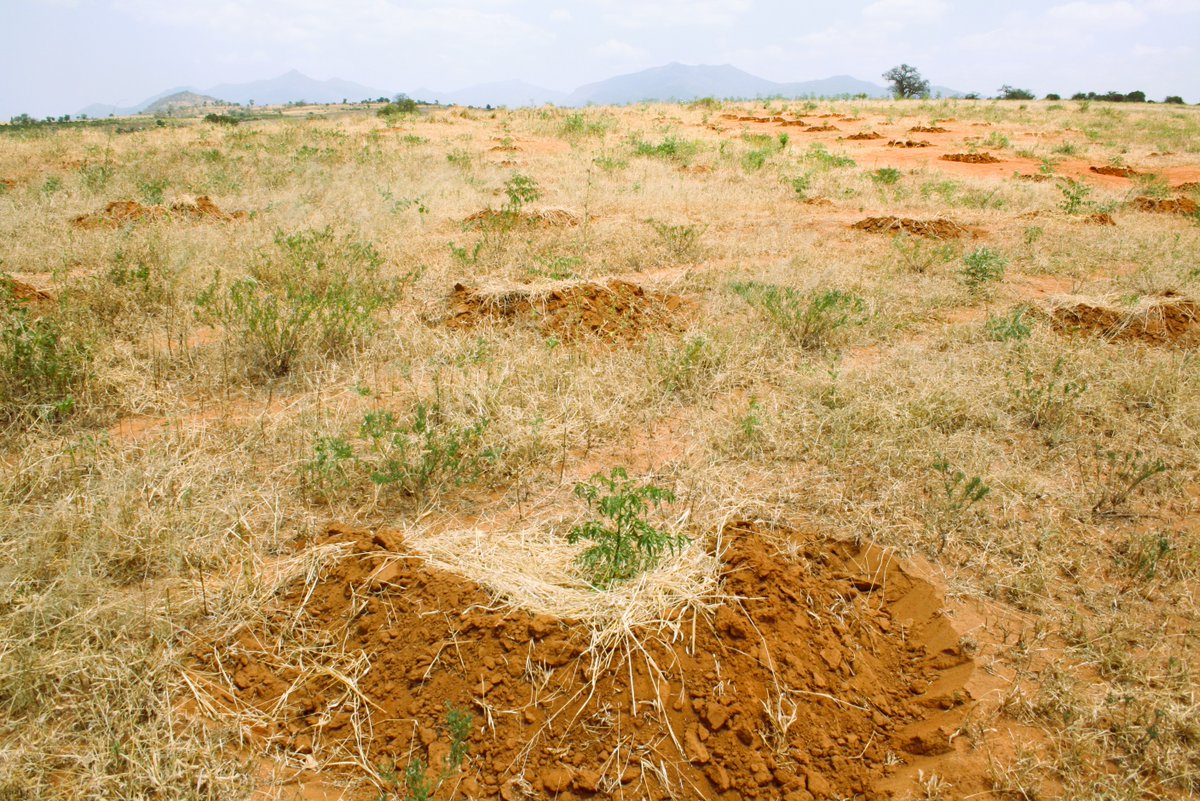 BetterglobeF's tweet photo. Greening Drylands, Growing Returns At BGF we turn arid land into productive assets.  Smart forestry = carbon capture + land restoration + long-term value.  Invest in impact. Invest in Africa’s green future. #ImpactInvesting #GreenEconomy #GreeningDrylands #TreePlantingAfrica #BGF https://t.co/SIaKjzmWSD