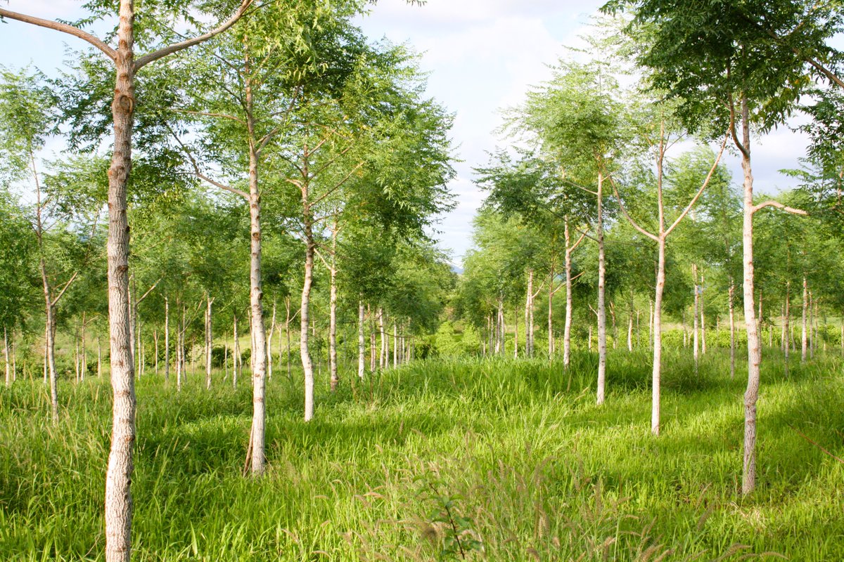 BetterglobeF's tweet photo. Greening Drylands, Growing Returns At BGF we turn arid land into productive assets.  Smart forestry = carbon capture + land restoration + long-term value.  Invest in impact. Invest in Africa’s green future. #ImpactInvesting #GreenEconomy #GreeningDrylands #TreePlantingAfrica #BGF https://t.co/SIaKjzmWSD