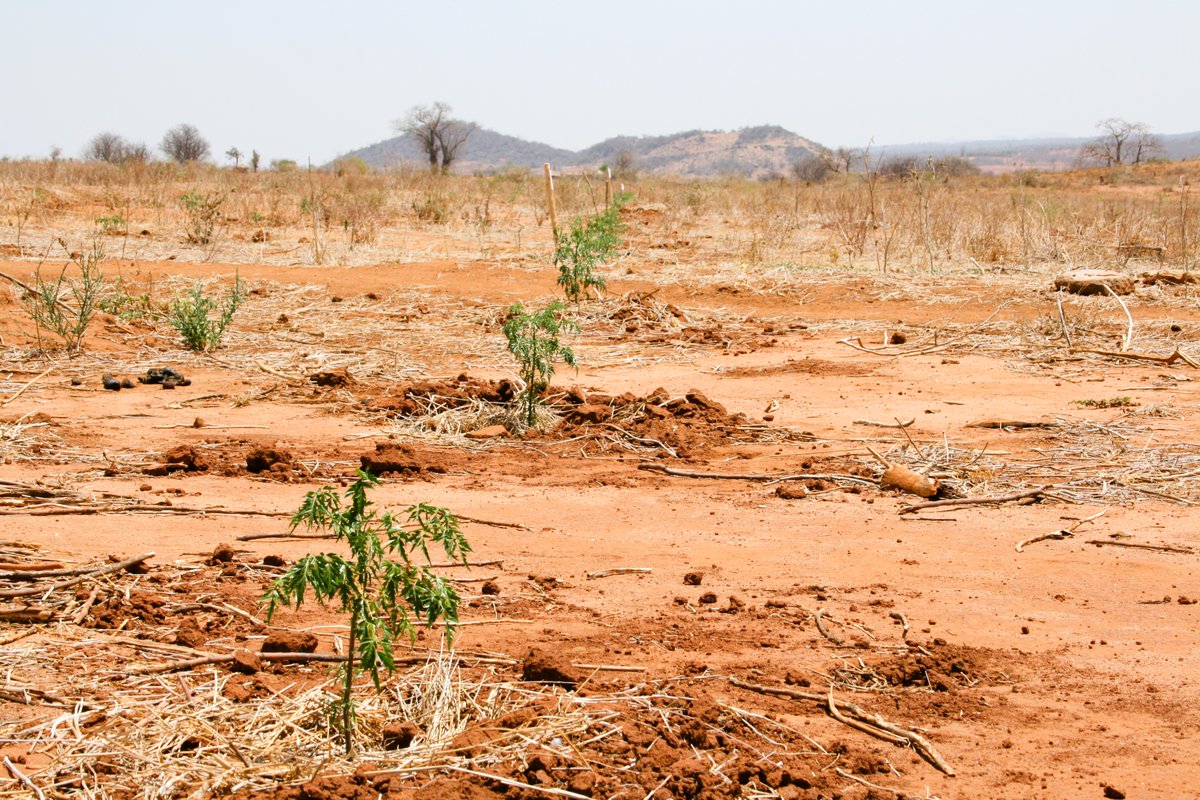 BetterglobeF's tweet photo. Greening Drylands, Growing Returns At BGF we turn arid land into productive assets.  Smart forestry = carbon capture + land restoration + long-term value.  Invest in impact. Invest in Africa’s green future. #ImpactInvesting #GreenEconomy #GreeningDrylands #TreePlantingAfrica #BGF https://t.co/SIaKjzmWSD