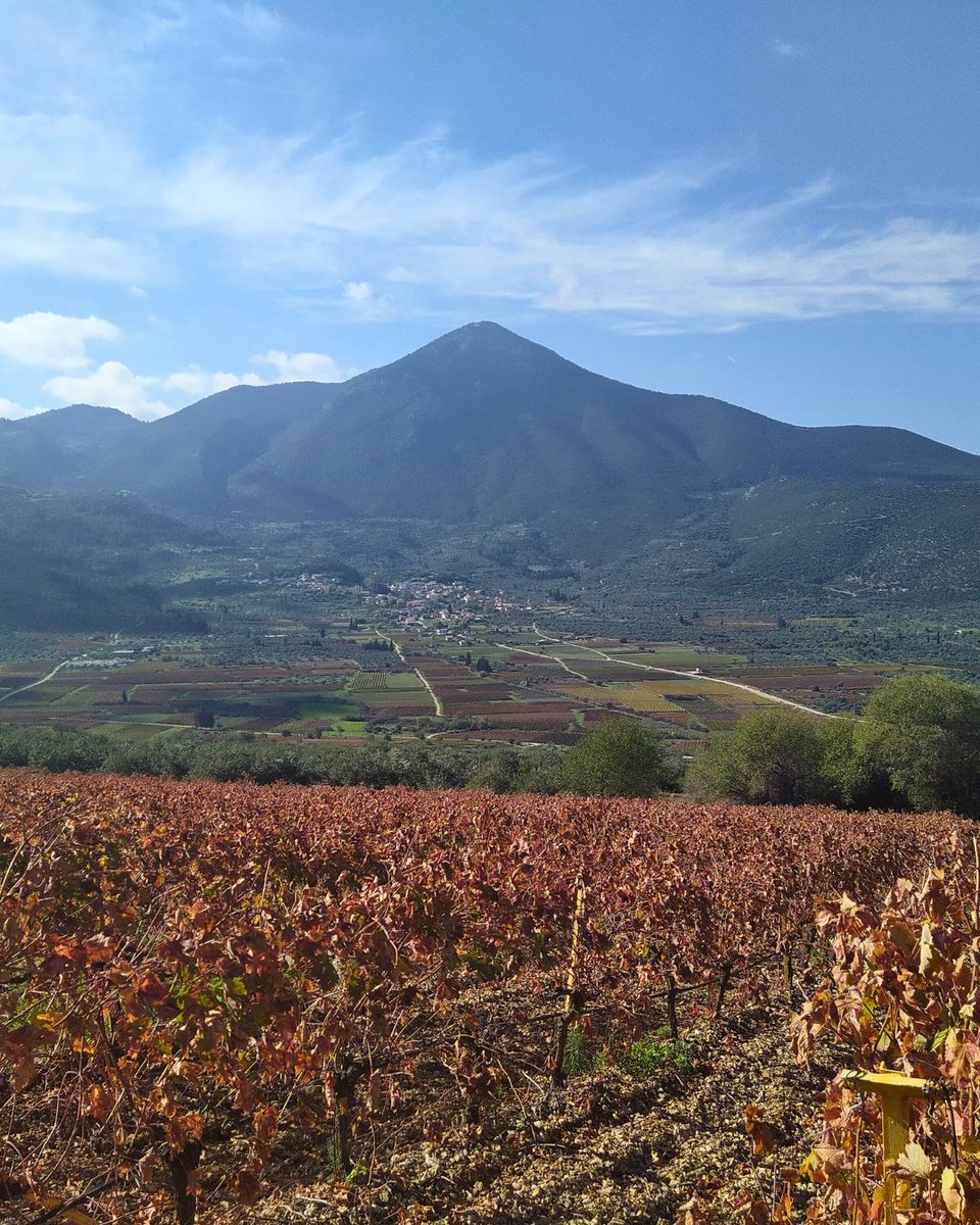 Greek wine is full of sun, stone and surprise 🇬🇷🍷

Over 200 native grapes. Volcanic vineyards. Basket-shaped vines. Reds with structure, whites with salt and citrus, and island wines with serious charm.

Have a favourite Greek wine? 
🔗bit.ly/3GYaHl3