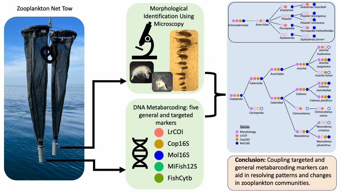 DNA MDPI (@dna_mdpi) on Twitter photo Welcome to read the paper "Evaluating #Metabarcoding Markers for Identifying Zooplankton and Ichthyoplankton Communities to Species in the Salish Sea: Morphological Comparisons and Rare, Threatened or Invasive Species".
mdpi.com/2673-8856/4/1/1
<a href="/MDPIBiologySubj/">MDPI Biology</a> Welcome to read the paper "Evaluating #Metabarcoding Markers for Identifying Zooplankton and Ichthyoplankton Communities to Species in the Salish Sea: Morphological Comparisons and Rare, Threatened or Invasive Species".
mdpi.com/2673-8856/4/1/1
<a href="/MDPIBiologySubj/">MDPI Biology</a>