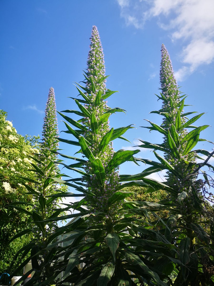 Bee heaven in a skyscraper.