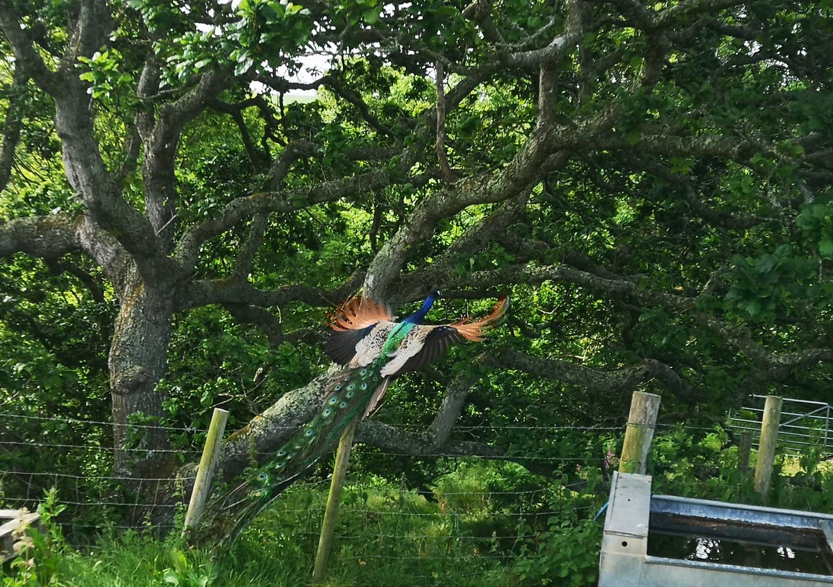 Flight of the peacock.