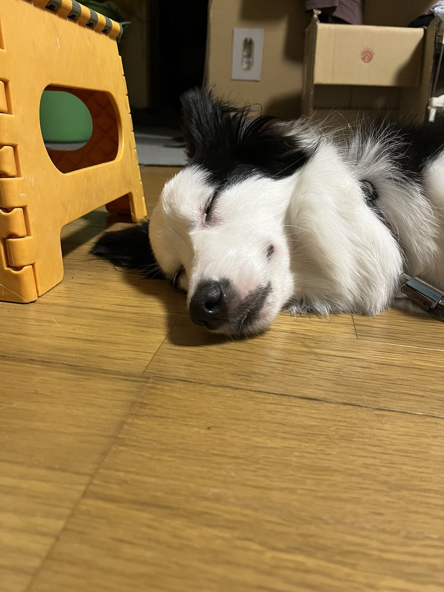 bdg_mouhu's tweet photo. 今日はいつもの近い公園で、まったり散歩！
少しずつ犬同士のコミュ力上がってきたかなー？
写真を撮り忘れたので、スヤスヤちゃんでー https://t.co/f33gr7Lnab