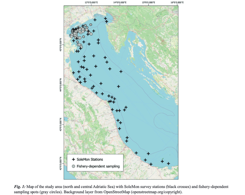 SABATINI, L., DONATO, F., LA MESA, M., SCARCELLA, G., &amp; FANELLI, E. (2025). Spatial distribution and life history traits of two sympatric, cryptic species of sole in the Adriatic Sea basin. Mediterranean Marine Science, 26(1), 1–15. doi.org/10.12681/mms.3…