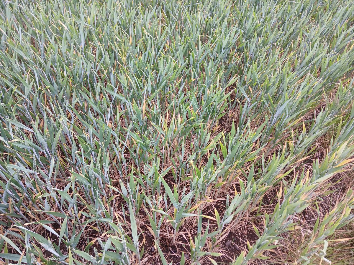 #Deutschland #Weizen fast überall im Land sind in den letzten Tagen endlich Niederschläge( in den meisten Gegenden ca.10mm) gefallen.Viellerorts kam der Regen spät oder auch zu spät ,wie hier auf dem Schlag im klimatischen begünstigten "Neuwieder Becken"