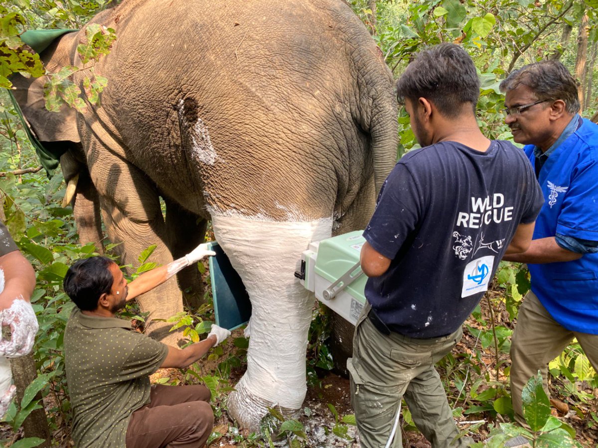 Vivek Menon (@vivek4wild) on Twitter photo Mobile Veterinary Service (MVS) units of <a href="/wti/">milo</a> and @ifaw ensure that any wildlife in distress gets immediate treatment and care. Our services are operational around <a href="/pakke_tiger/">PAKKE TIGER RESERVE</a> , <a href="/kaziranga_/">Kaziranga National Park & Tiger Reserve</a> <a href="/manastigerrese1/">manastigerreserve</a> & Simlipal-Keonjhar . handling more than 5000 cases Mobile Veterinary Service (MVS) units of <a href="/wti/">milo</a> and @ifaw ensure that any wildlife in distress gets immediate treatment and care. Our services are operational around <a href="/pakke_tiger/">PAKKE TIGER RESERVE</a> , <a href="/kaziranga_/">Kaziranga National Park & Tiger Reserve</a> <a href="/manastigerrese1/">manastigerreserve</a> & Simlipal-Keonjhar . handling more than 5000 cases