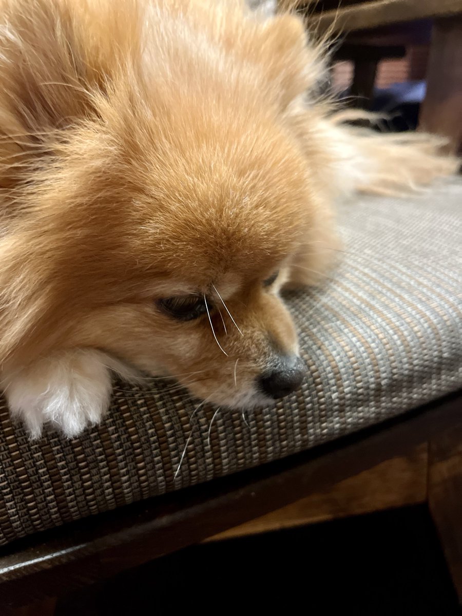 白い触覚2本生えてる😳
富市ﾗﾆｱﾝ！！🤣

 #村山富市 わかるかなぁ〜🤔

 #ポメラニアン
 #ニコリ