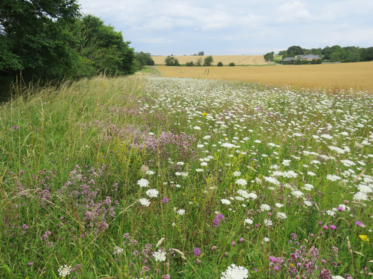 Steven Falk (@stevenfalk1) on Twitter photo <a href="/WildlifeTrusts/">The Wildlife Trusts</a> <a href="/CraigBennett3/">Craig Bennett</a> <a href="/BBCCountryfile/">BBC Countryfile</a> Are you blooming serious? A strip of non-native Phacelia? How unimaginative & uninformed can you get? Who's peddling this crap? Limited value for pollinators. Zilch value for wildflowers & herbivorous insects. Here's what a wildlife-friendly arable margin should look like. <a href="/WildlifeTrusts/">The Wildlife Trusts</a> <a href="/CraigBennett3/">Craig Bennett</a> <a href="/BBCCountryfile/">BBC Countryfile</a> Are you blooming serious? A strip of non-native Phacelia? How unimaginative & uninformed can you get? Who's peddling this crap? Limited value for pollinators. Zilch value for wildflowers & herbivorous insects. Here's what a wildlife-friendly arable margin should look like.