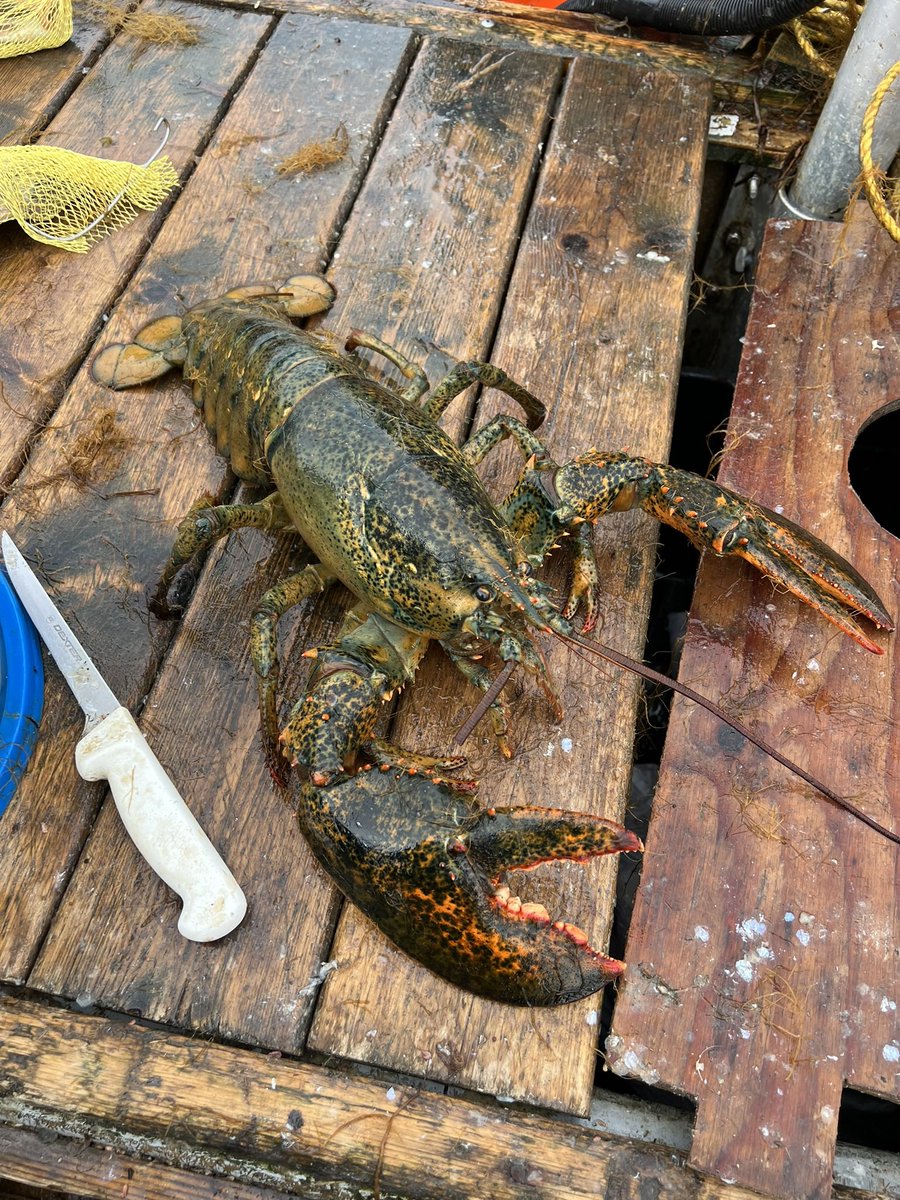 Lucky to have spent this past weekend Lobster fishing around the bay. Chilly though!