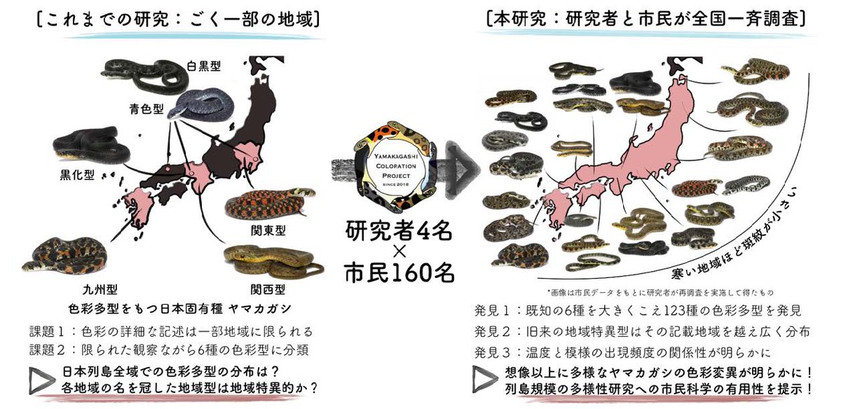 幼蛇 tweet media