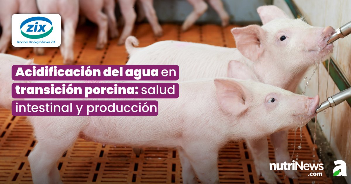 La acidificación del agua en #lechones durante el #destete mejora su salud digestiva y el rendimiento💧🐷
➡️ Tal como nos explican desde #BBZIX, al añadir ácidos orgánicos e inorgánicos, se reduce el pH del #agua, favoreciendo la digestión de nutrientes y la activación de enzimas