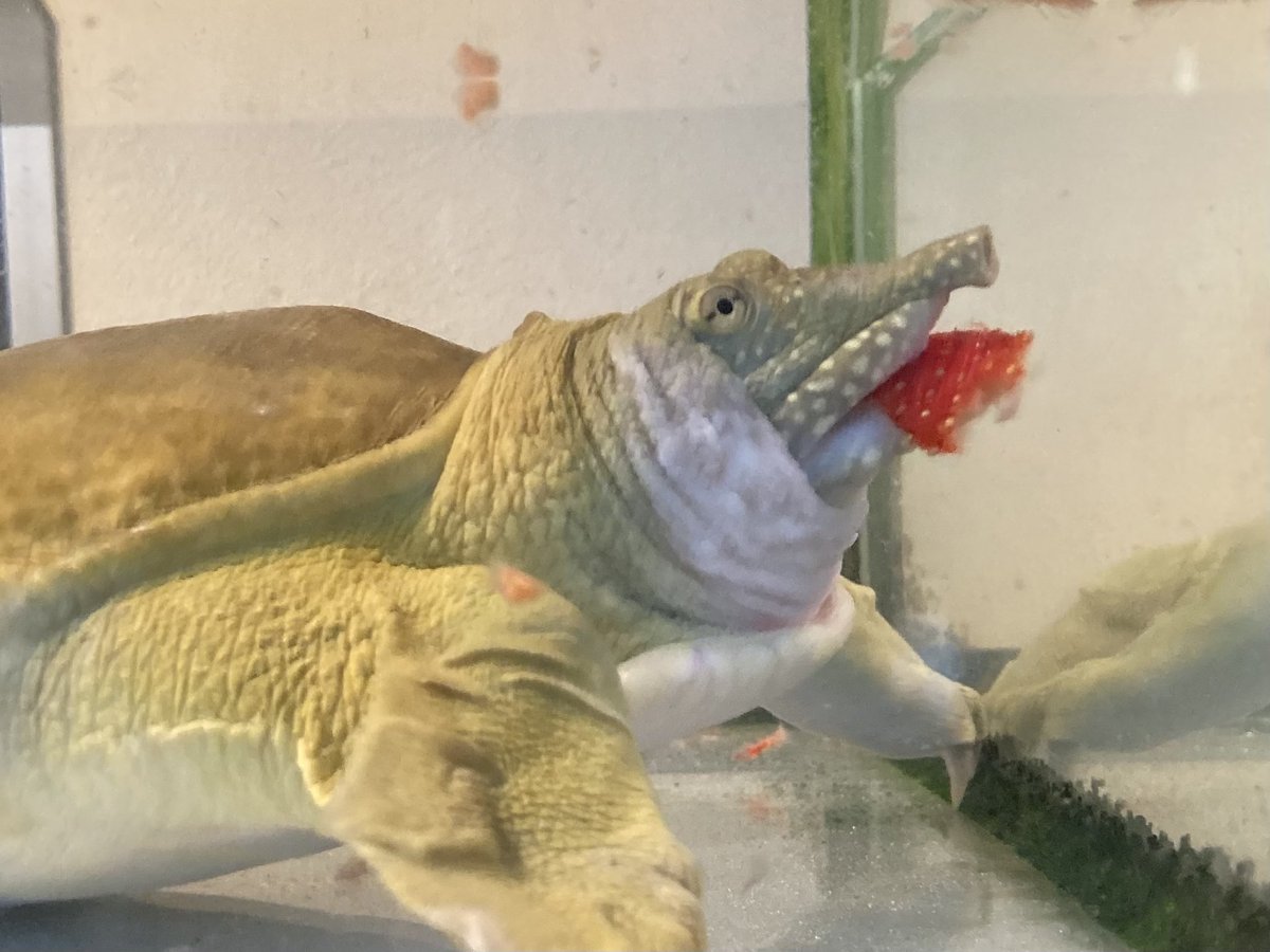 新館のカメさんたちのおやつにイチゴを与えてみました🍓
雑食性の強いミシシッピアカミミガメやセマルハコガメたちがイチゴ大好き❤️なのは分かっていましたが、肉食性の強いスッポンも好みはせずとも、少しは食べることを知りませんでした（与えておいて何ですが）。