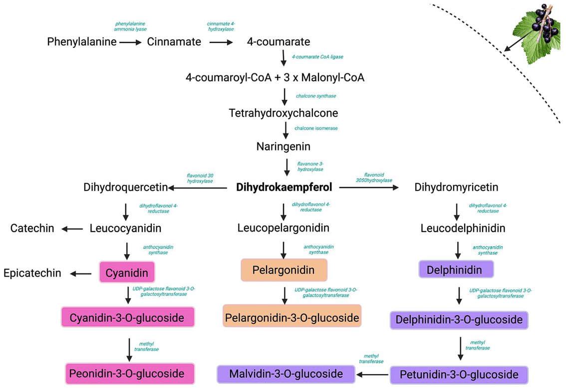 Plants_MDPI's tweet image. 🆕 New research published

📖 "Pharmacognostic Evaluation and Antioxidant Profiling of Five Varieties of Ribes nigrum Grown in Romania"
✍️ Ruxandra Ștefănescu et al.

🔗 brnw.ch/21wSVju

#RibesNigrum #Blackcurrant #Antioxidants #Phytochemicals #Anthocyanins #Pharmacognosy