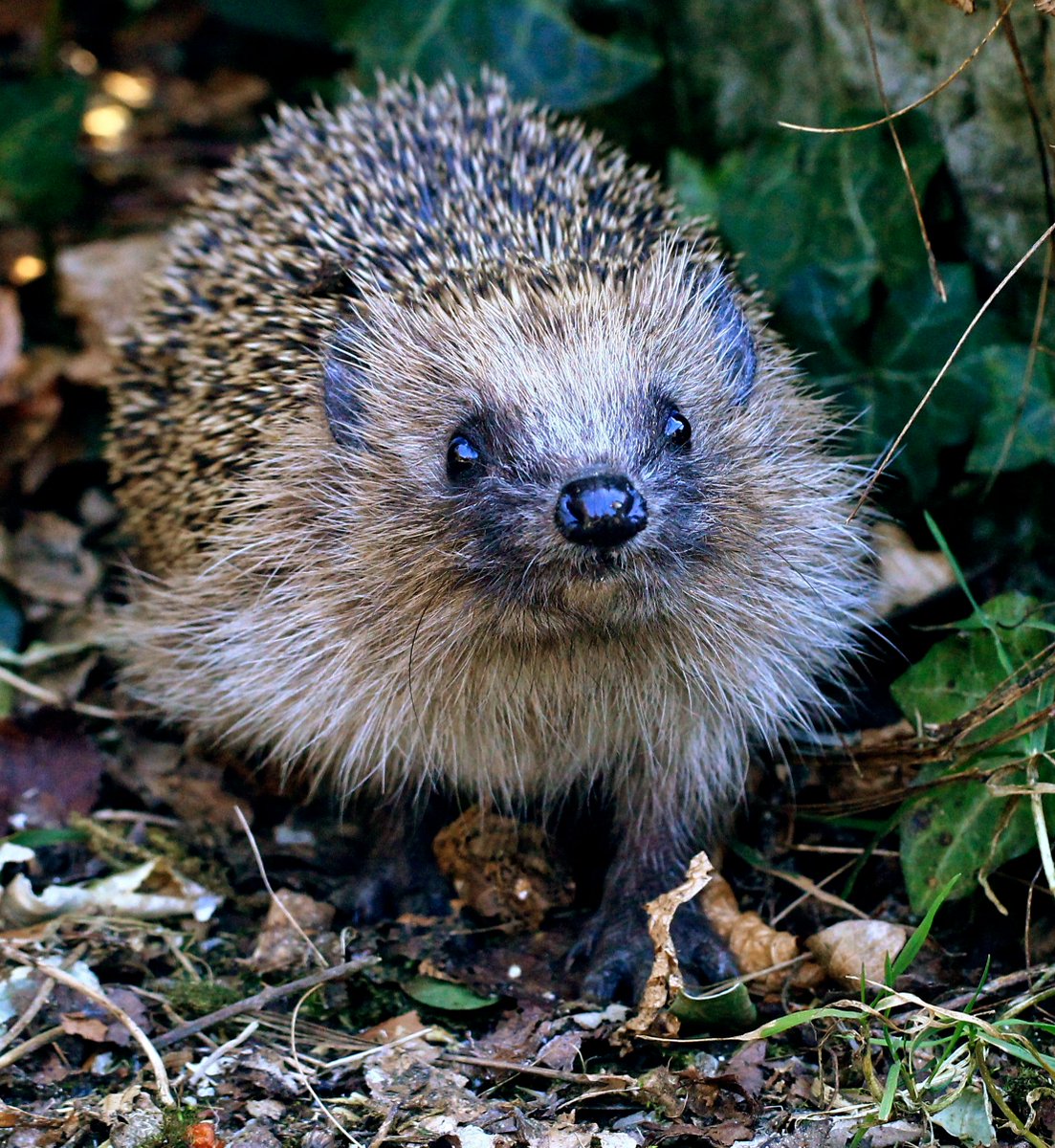 Want to help us ensure the hedgehog, the UK’s only spiny mammal, remains a familiar part of British life? 
🦔

Join BHPS as a supporter from just £7.50 per year!
👉 buff.ly/PdrNuDs 

#MondayMotivation 

📷 Emily Clark