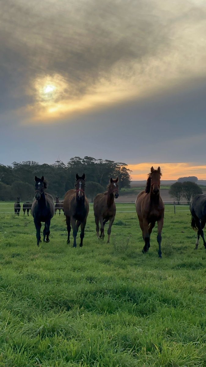 Buen #LunesdeCaballos Haras Gran Muñeca Chapadmalal