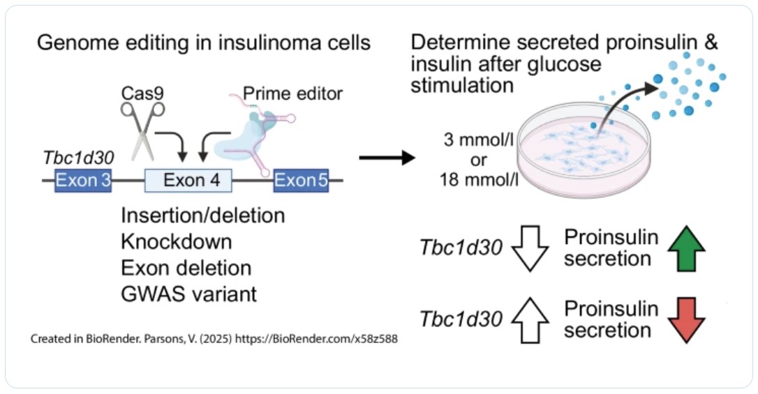 Up front &amp; free to read in our June issue #editorspicks: TBC1D30 regulates proinsulin and insulin secretion and is the target of a genomic association signal for proinsulin link.springer.com/article/10.100…