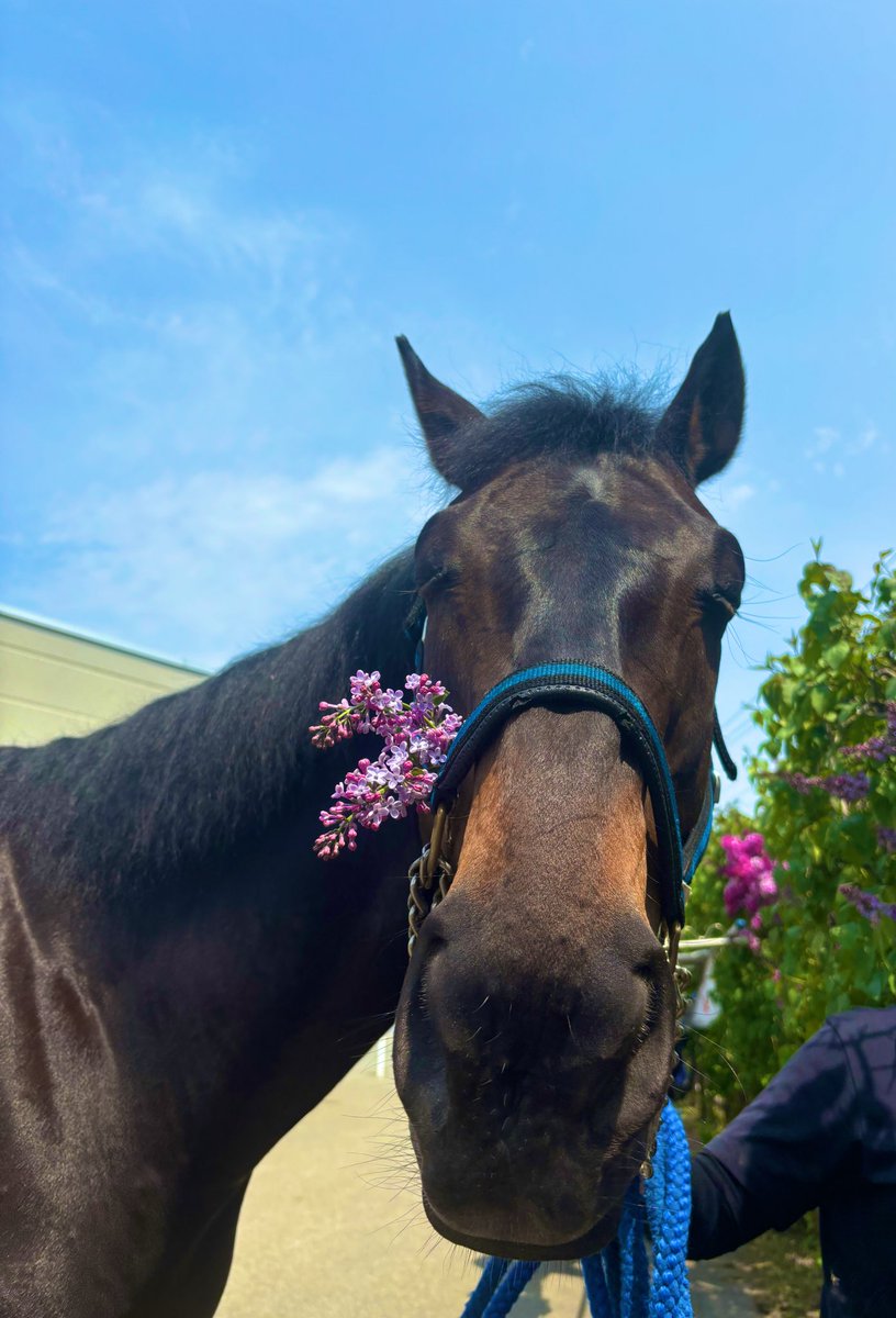 サッカーボーイ馬札幌皿