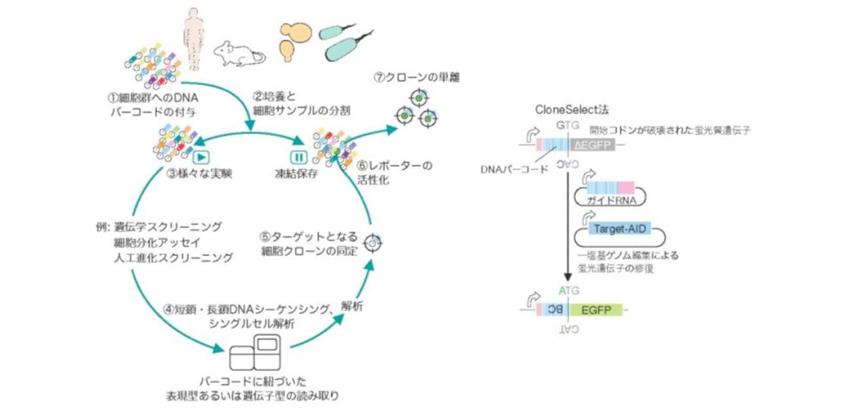 【研究】 ＼「遡る生物学」という新コンセプト／ 特定の運命を持つ細胞を取り出す技術 resou.osaka-u.ac.jp/ja/research/20… #阪大 #リリース