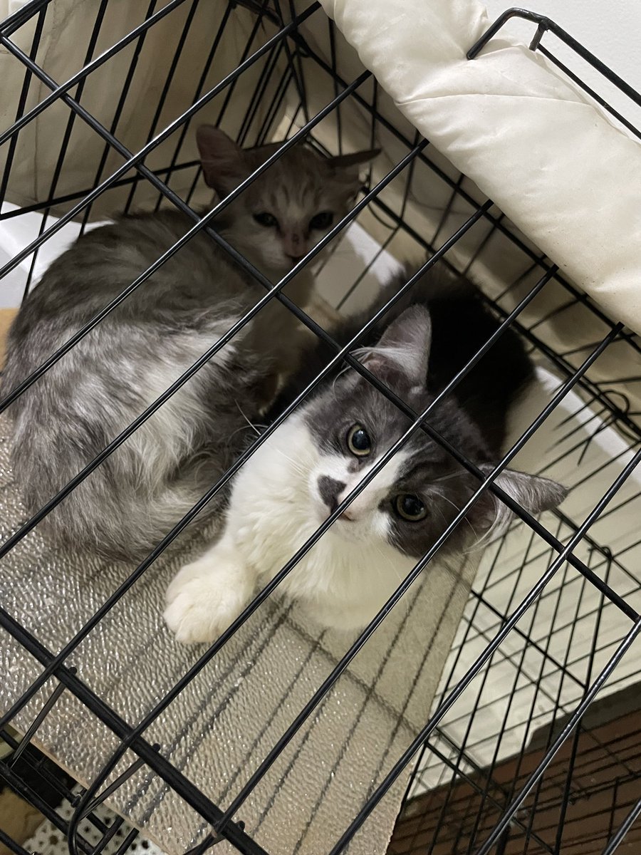 seratkendo's tweet photo. OPEN ADOPT KUCING
Mixdom ada 2 kitten usia 3-4 bulan, dijemput aja kerumah alias FREE!
Lokasi Jakarta Selatan ya
*Mau kurangin kucing dirumah
#adoptkucing #openadopt #kitten https://t.co/C8cZxuERKN
