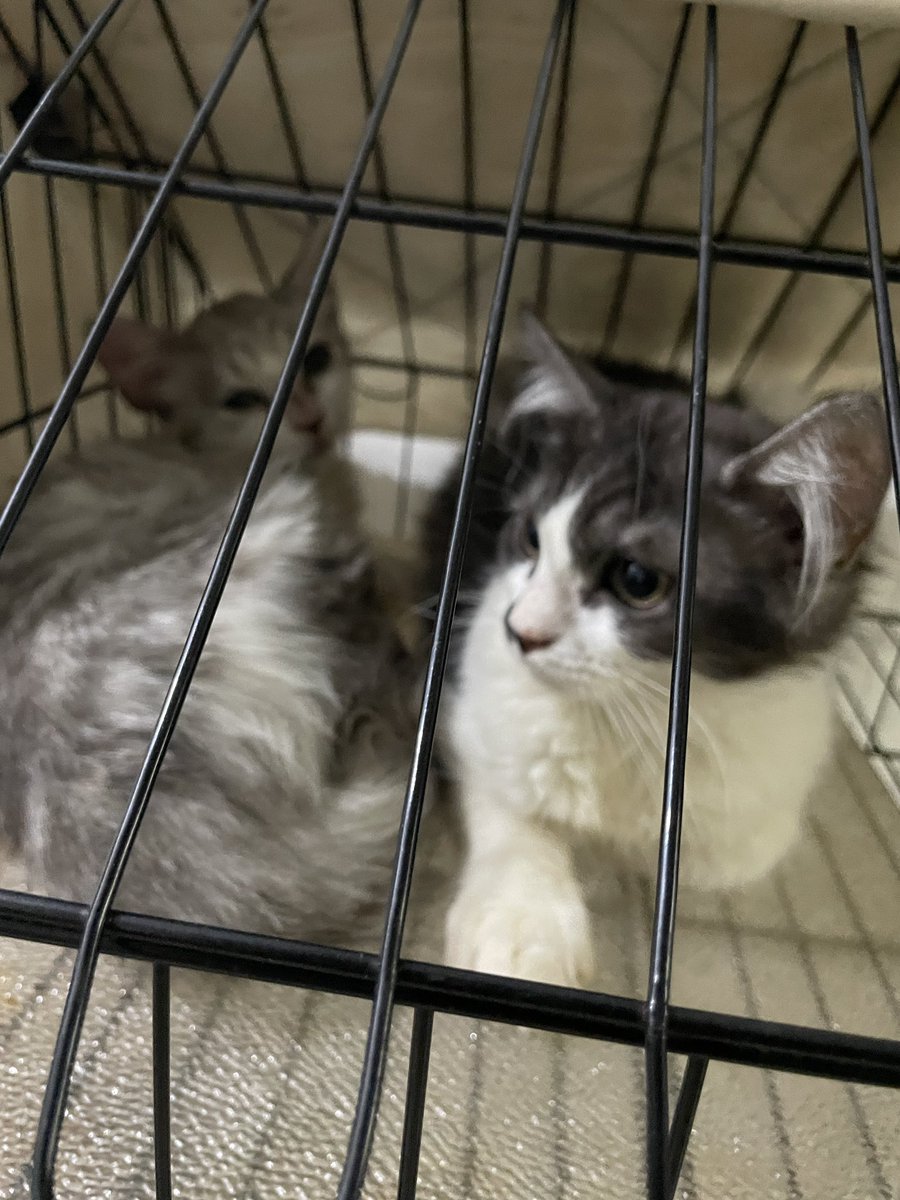 seratkendo's tweet photo. OPEN ADOPT KUCING
Mixdom ada 2 kitten usia 3-4 bulan, dijemput aja kerumah alias FREE!
Lokasi Jakarta Selatan ya
*Mau kurangin kucing dirumah
#adoptkucing #openadopt #kitten https://t.co/C8cZxuERKN