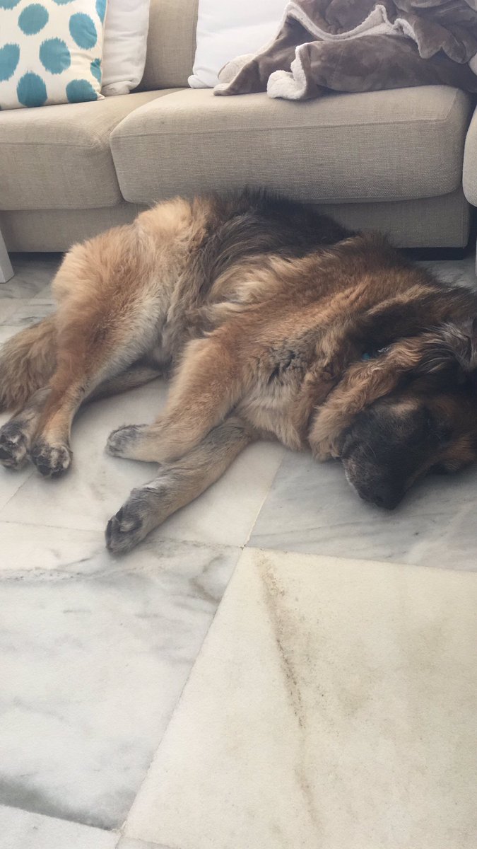 Holidaymuff's tweet photo. @Battersea_ https://t.co/XdugB8t6cj