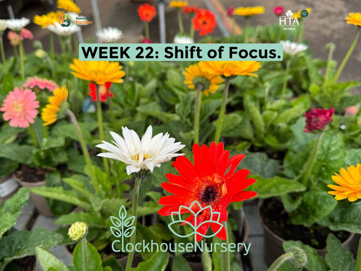 WEEK 22: Change of Focus.

Good morning #gardeners. It looks like the weather is going to be kind to us for this, the last bank holiday, for a while. It’s a bit breezy but the temperatures are still warm so please be mindful of the ‘drying’ capabilities of such conditions. Great