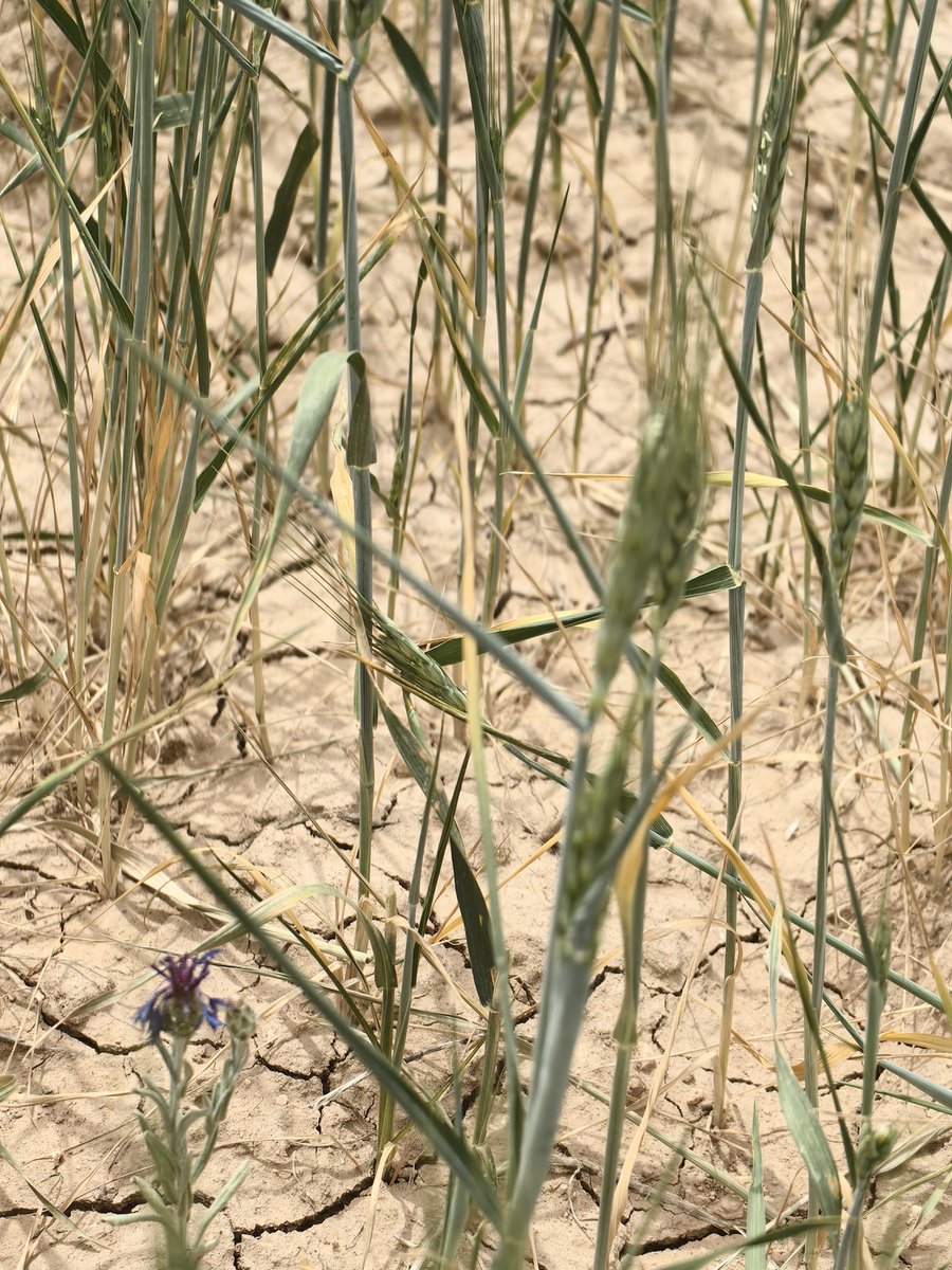 Konya Ovası Kadınhanı Sarıkaya mahallesinden 26 Mayıs tarihli anlık kıraç buğday arazisinden görüntüler. Maalesef Konya Ovasında kıraç arazilerde beklenen yağışların gelmemesi ve havaların ısınması ile durum kötüye gidiyor.. Allah çiftçimizin yardımcısı olsun..