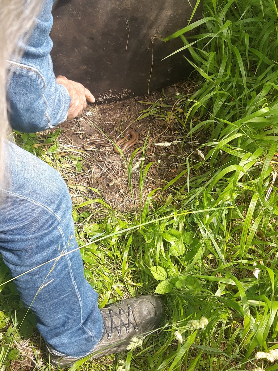 Balade en réserve naturelle et découverte d'un nid d'orvets