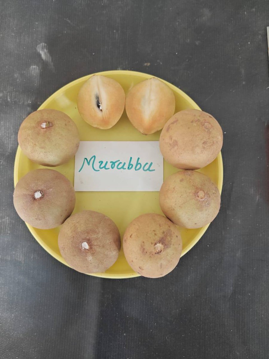 NAUOfficial's tweet photo. Release of New Sapota Variety 'Gandevi Murabba: Gujarat Sapota-1' by NAU, Gandevi
Under the esteemed leadership of Hon'ble Vice-Chancellor Dr. Z. P. Patel and Dr. T. R. Ahlawat, Director of Research and Dean P.G. Studies, a new sapota variety ‘Gandevi Murabba: Gujarat Sapota-1’ https://t.co/LgsA9ji8Ut