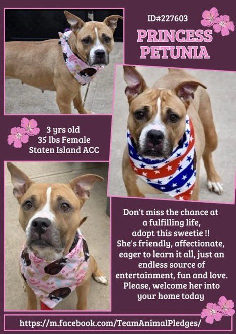 MoishesMom's tweet photo. 🆕Intake• Princess Petunia•3️⃣yr• Female
🆔2️⃣2️⃣7️⃣6️⃣0️⃣3️⃣Staten Island ACC
Stunningly Gorgeous👸🌺is a #PocketPibble w/beautiful adoring eyes🤩♥️No matter what colorful bandanna she’s adorning, her deep felt betrayal is evident in her intake pics😞
Hope on the⛴️ Save👸 🌺 🙏🏻 https://t.co/ni84YFV26V