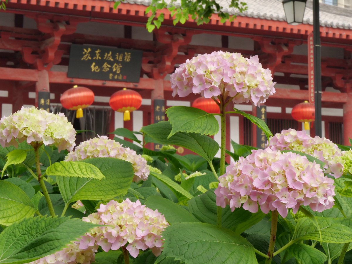 在栾城三苏祖籍纪念馆，体验绣球花的浪漫