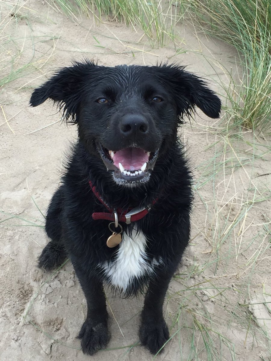 We had to say  goodbye to Tess this weekend. She loved everyone she met and was loved by everyone she met. We are bereft 💔