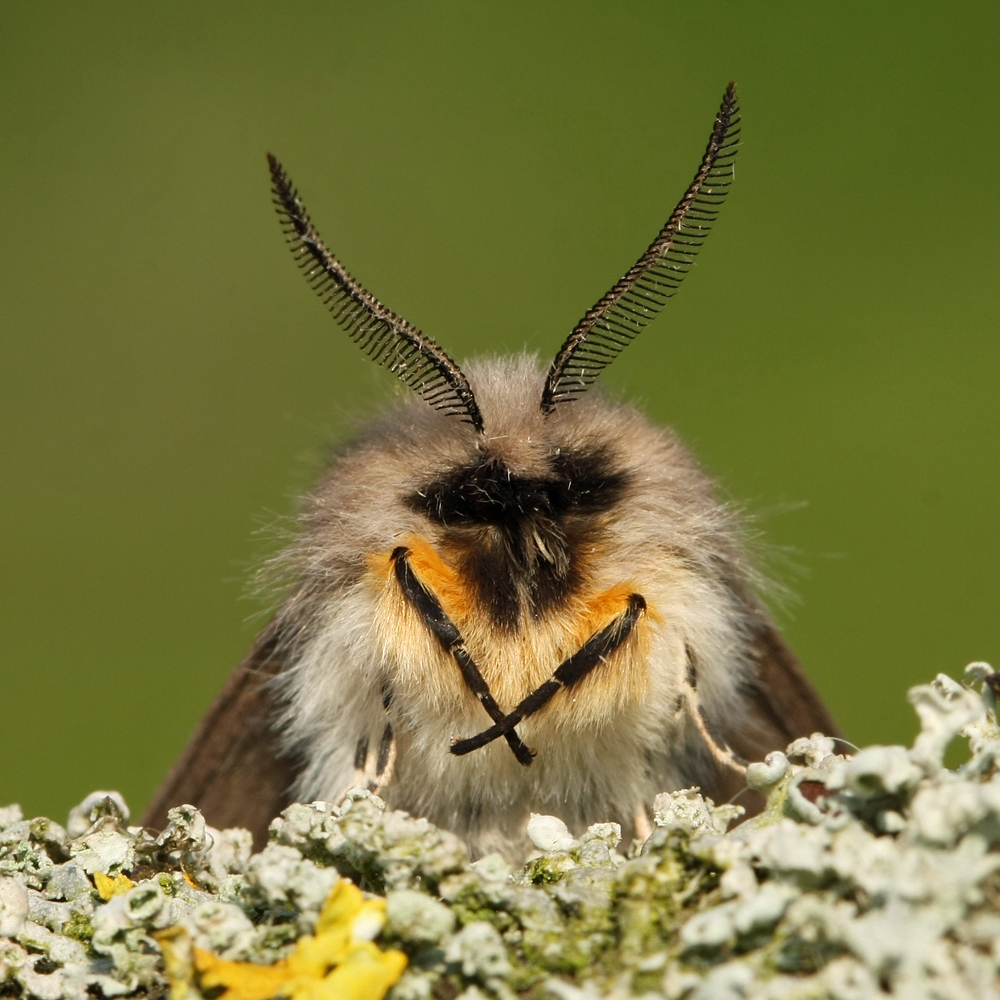 Butterfly Conservation 🦋 tweet media