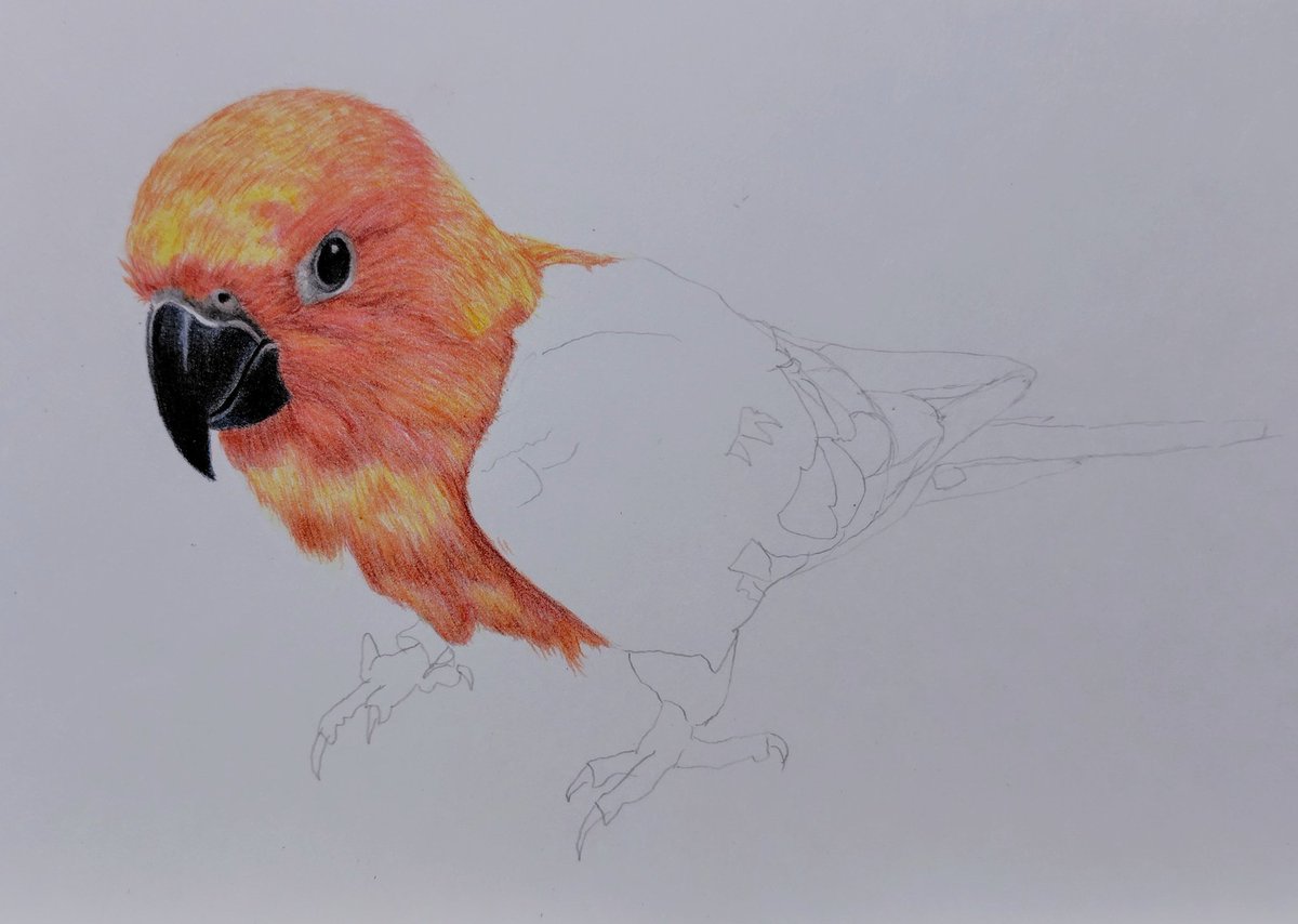 もふ/色鉛筆画 (@mofu_iroenpitu) / Posts / X