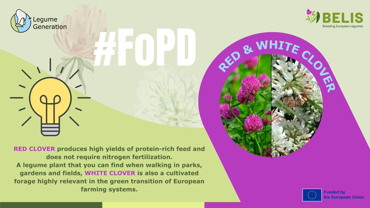 BELIS Project (@belis_eu) on Twitter photo 🤩🌱#FascinationofPlantsDay | Clover
Red & white clover - key to sustainable farming but trail grasses in trait gains
👉#LegumeGeneration applies molecular tools to boost performance
👉<a href="/BELIS_EU/">BELIS Project</a> supports breeders for disease resistance & seed yield
ℹ️linkedin.com/feed/update/ur… 🤩🌱#FascinationofPlantsDay | Clover
Red & white clover - key to sustainable farming but trail grasses in trait gains
👉#LegumeGeneration applies molecular tools to boost performance
👉<a href="/BELIS_EU/">BELIS Project</a> supports breeders for disease resistance & seed yield
ℹ️linkedin.com/feed/update/ur…