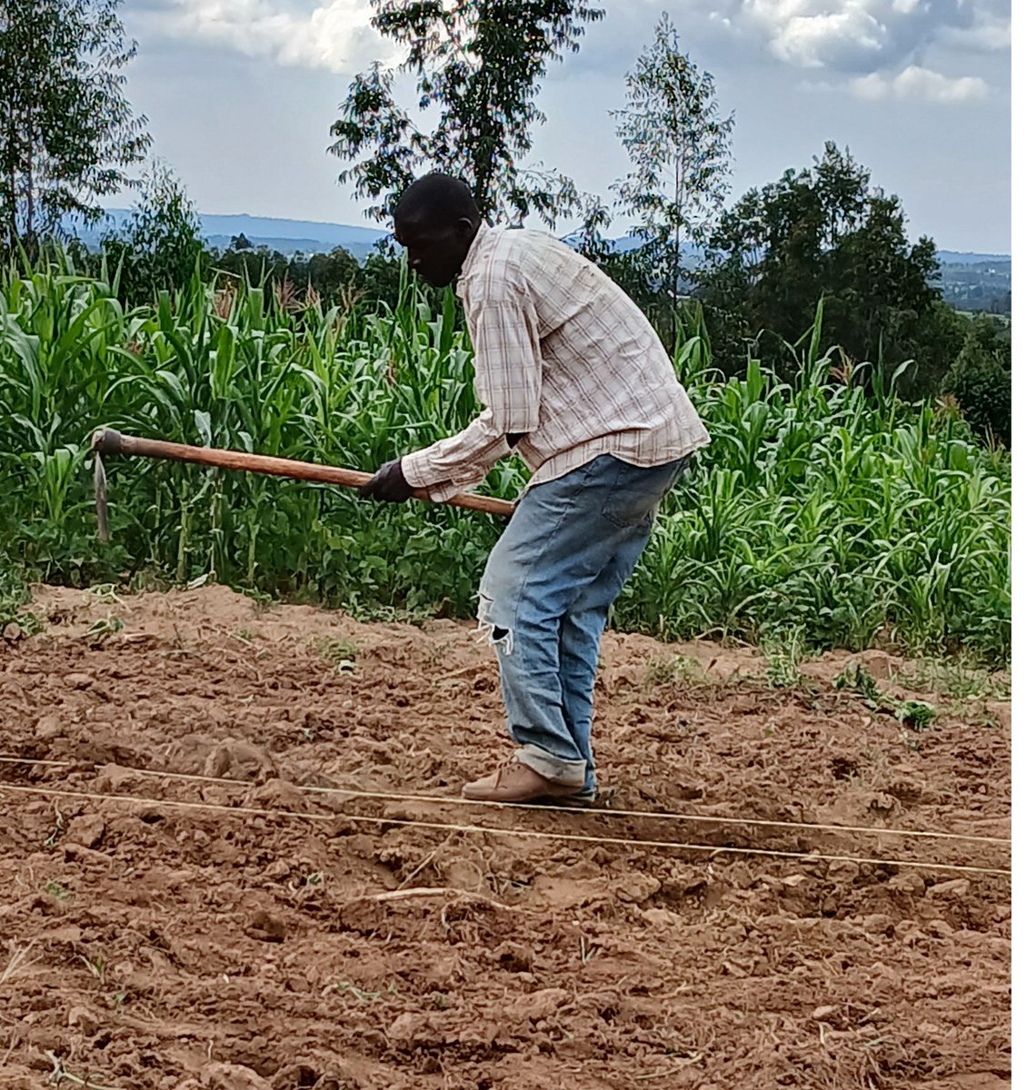 upscale_h2020's tweet image. 🌱 Season 2 Update from Tanzania!
#UPSCALE has launched another Mother-Baby Trial in Tanzania & these trials continue to bring farmers closer to climate-smart solutions, testing and adapting Push-Pull Technology directly in their fields.
Track us at upscale-hub.eu